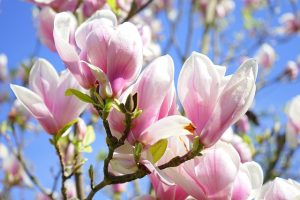 magnolia-324276_640