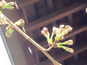 10931073_800205896729705_3826811638508632268_n